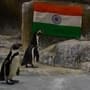 <p>मुंबईत राणीच्या बागेतील पेंग्विन</p>