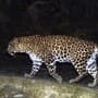 Leopard Attack : आरे कॉलनीत बिबट्याच्या हल्ल्यात चिमुकलीचा मृत्यू; जंगलातून मृतदेह ताब्यात