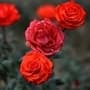 Vastu Tips : घरात कोणत्या बाजूला लावावे गुलाबाचे झाड? पहा या इको टिप्स