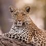 Leopard Attack : जेवण करणाऱ्या महिलेवर बिबट्याचा हल्ला; फरफटत नेऊन लचके तोडले
