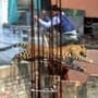 Leopard In Kalyan : बिल्डिंगच्या दुसऱ्या मजल्यावर बिबट्या अडकला; कल्याणमध्ये भरदिवसा थरार