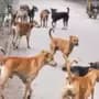 Firing On Street Dogs In Kanpur Uttar Pradesh
