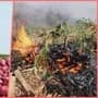 Onion rates: A farmer's shocking move on Holi day, one and a half acres of onion got burnt due to not getting the right rate.