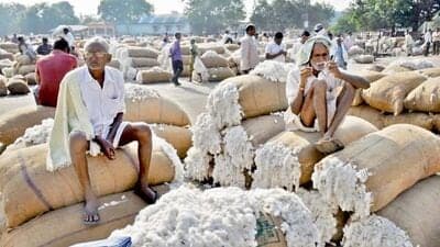 Cotton Rate In Maharashtra