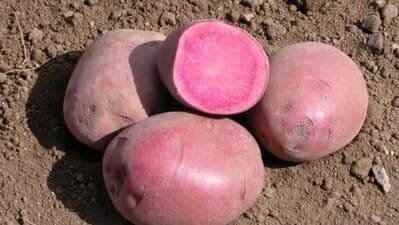 मैदानी व सखल भागाबरोबरच डोंगराळ भागातही गुलाबी बटाट्याची शेती केली जाऊ शकते.