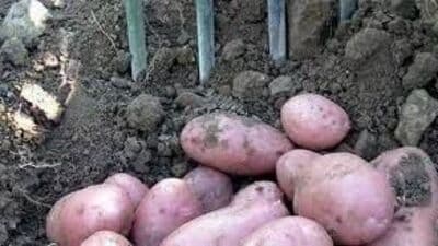 गुलाबी बटाटे आरोग्यसाठी हितकारक ठरु शकतात. त्याचबरोबर या प्रजातीच्या बटाट्यांनी अधिक काळापर्यंत सुरक्षितपणे स्टोअर करून ठेवले जाऊ शकते.