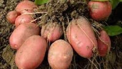 गुलाबी बटाट्यांच्या शेतीला खूप कमी कालावधी लागतो. बटाट्यांच्या लागवडीपासून केवळ ८० दिवसांत तयार होऊन बाजारात येतात.