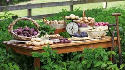 गुलाबी बटाटे सामान्य बटाट्यांपेक्षा अधिक पौष्टिक मानले जातात. गुलाबी बटाट्यांमध्ये सामान्य बटाट्यांच्या तुलनेत कार्बोहायड्रेट आणि स्टार्चचे प्रमाण कमी असते.
