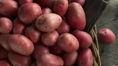 बाजारात गुलाबी बटाट्याची मागणी वाढत असून त्याचबरोबर शेतकऱ्यांचा नफाही वाढत आहे.&nbsp;