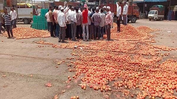 Narayngaon Tomato market