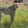 Cheetah at Kuno National Park (Representative Image)