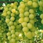 Grape Farming in Maharashtra
