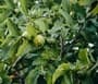 guava-leaves-pexels-5319951