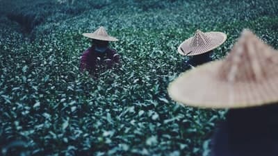 लाँगजिंग व्हिलेज, चीन: अनेक शतके आणि संस्कृतींचा दीर्घ इतिहास असलेला, चहा हा चीनचा सर्वात मोठा खजिना आणि त्याच्या संस्कृतीचा अविभाज्य भाग आहे. लाँगजिंग व्हिलेज, 'ग्रीन टीची पवित्र भूमी' म्हणून ओळखले जाते - आणि ड्रॅगन वेल म्हणूनही ओळखले जाते - हांगझूच्या सुंदर वेस्ट लेक जिल्ह्यात वसलेले आहे. हुआंग राजवंशाच्या काळात प्रसिद्धी पावलेल्या, चहाला एक दोलायमान पन्ना रंग आणि सुगंधी गोड चव आहे. लाँगजिंग व्हिलेजचे नैसर्गिक सौंदर्य त्याच्या निर्जन हायकिंग ट्रेल्स, लपलेल्या गुहा आणि कौटुंबिक चहाच्या दुकानांसह पाहू शकता.&nbsp;&nbsp;